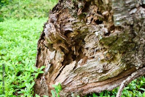 A rotten tree trunk.