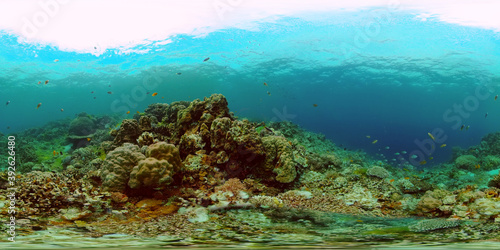 Tropical coral reef. Underwater fishes and corals. Underwater fish reef marine. Philippines. Virtual Reality 360. © Alex Traveler