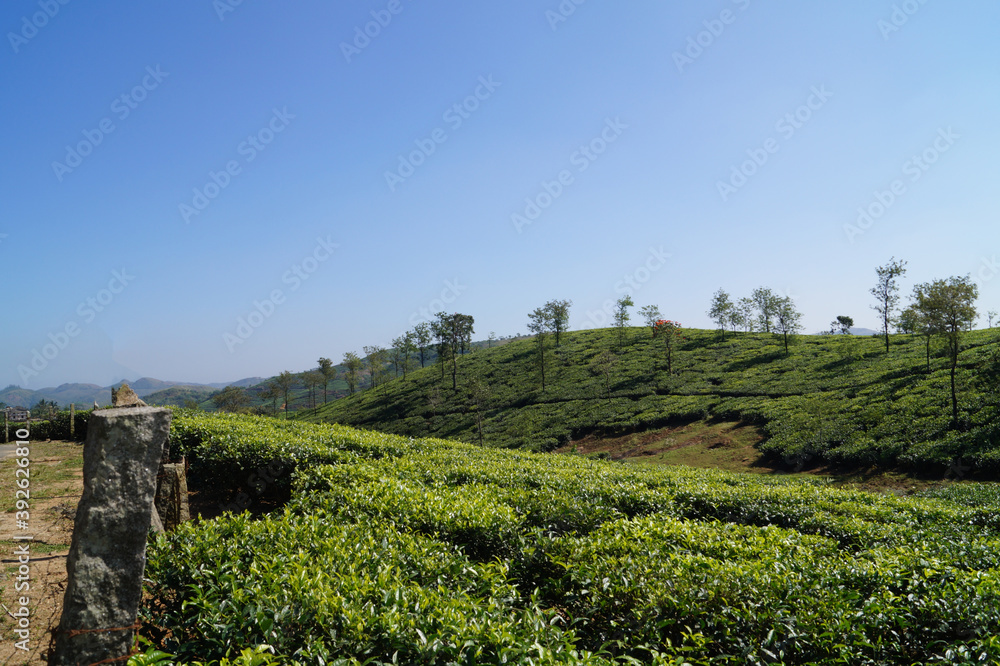 Tea plantation in Wagamon Kerala, India