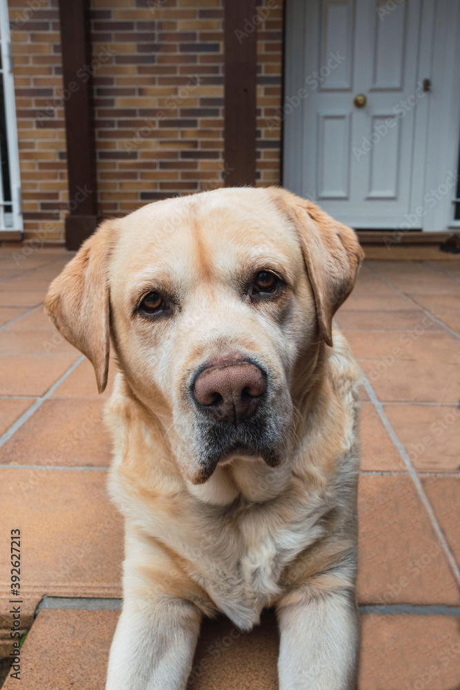 Portrait of yellow labrador retriever looking at camera Portrait of yellow labrador retriever looking at camera