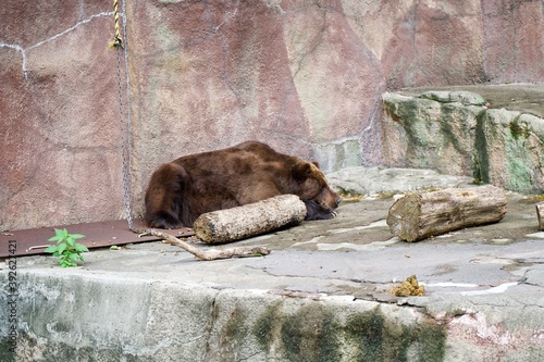 A brown bear in the zoo.