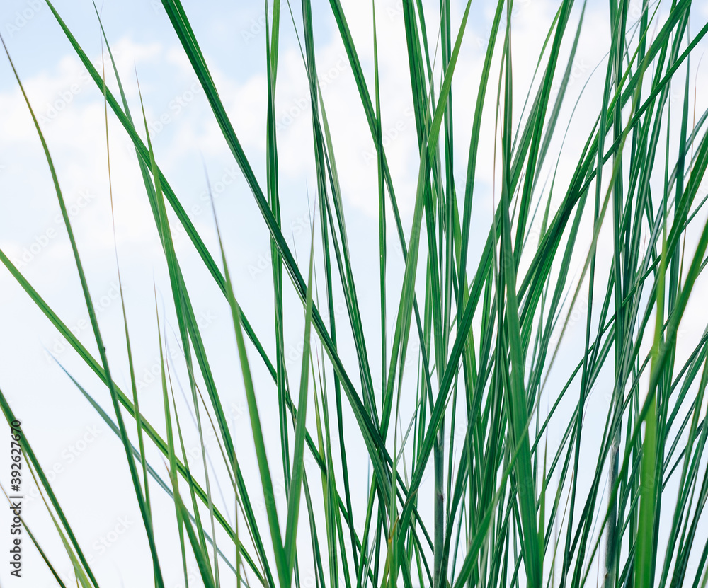 Naklejka premium Green long and narrow grass sedge background.