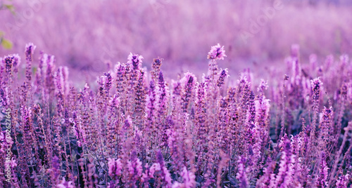 Purple flower meadow background.