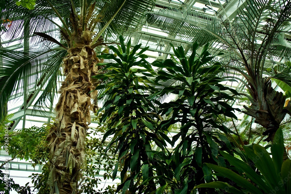 The tropical tree in greenhouse.