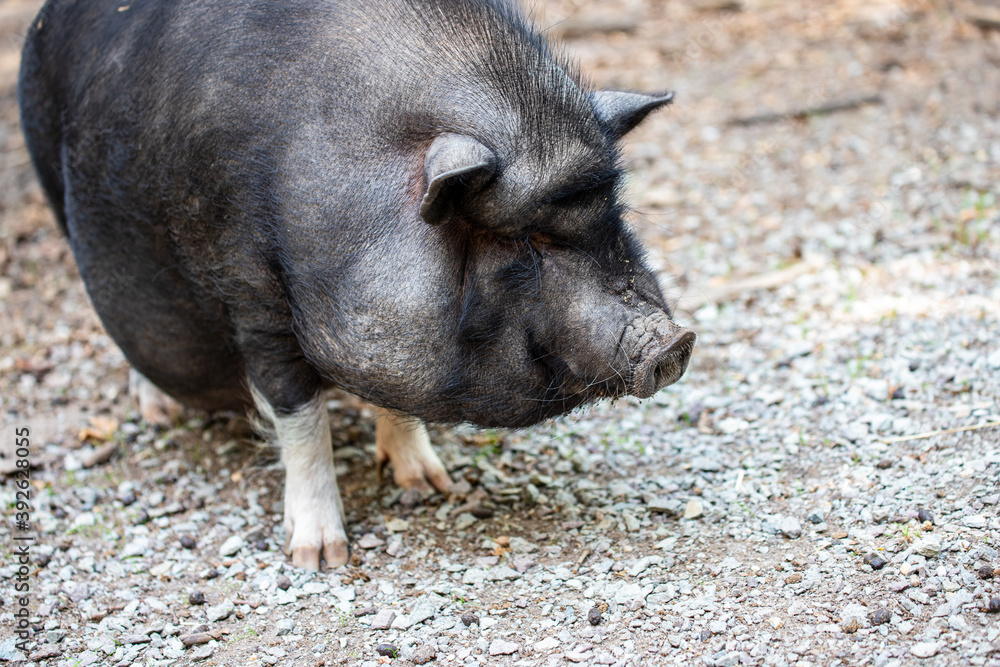 Full body of black pig breed Vietnamese Pot-bellied Full body of black pig breed Vietnamese Pot-bellied