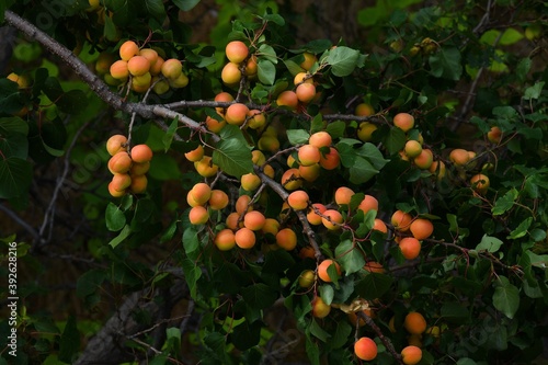 A branch of an apricot tree covered with colorful apricot fruits.