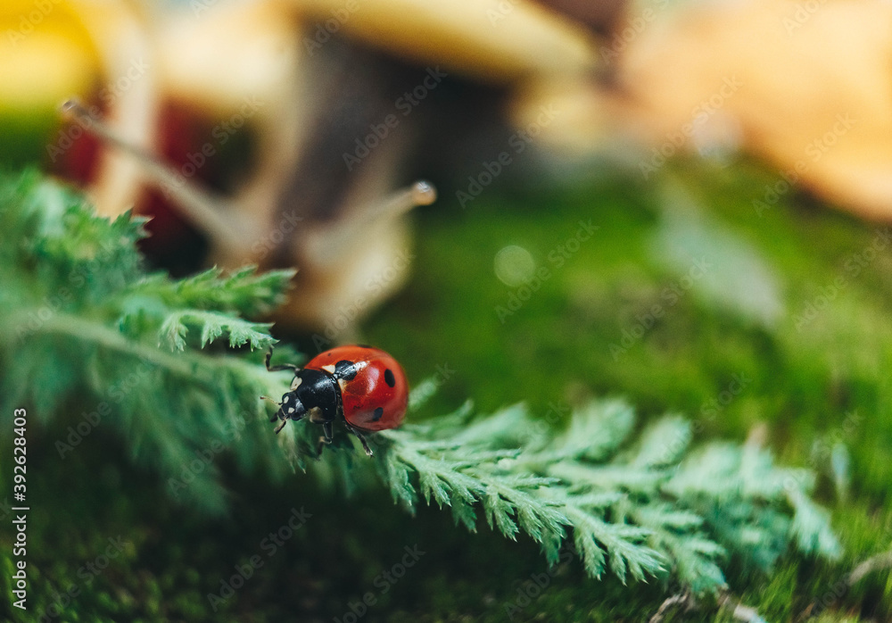 Fototapeta premium ladybug on a leaf