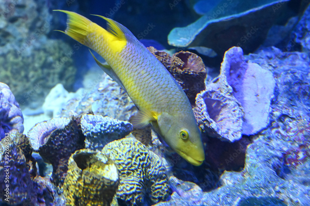 Obraz premium 水底をゆっくり泳ぐスパニッシュホグフィッシュの姿