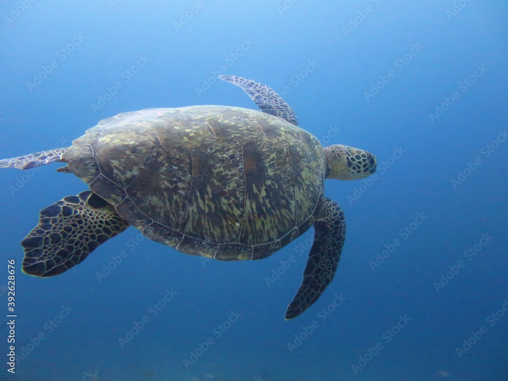 Fototapeta premium 水中で泳ぐウミガメ