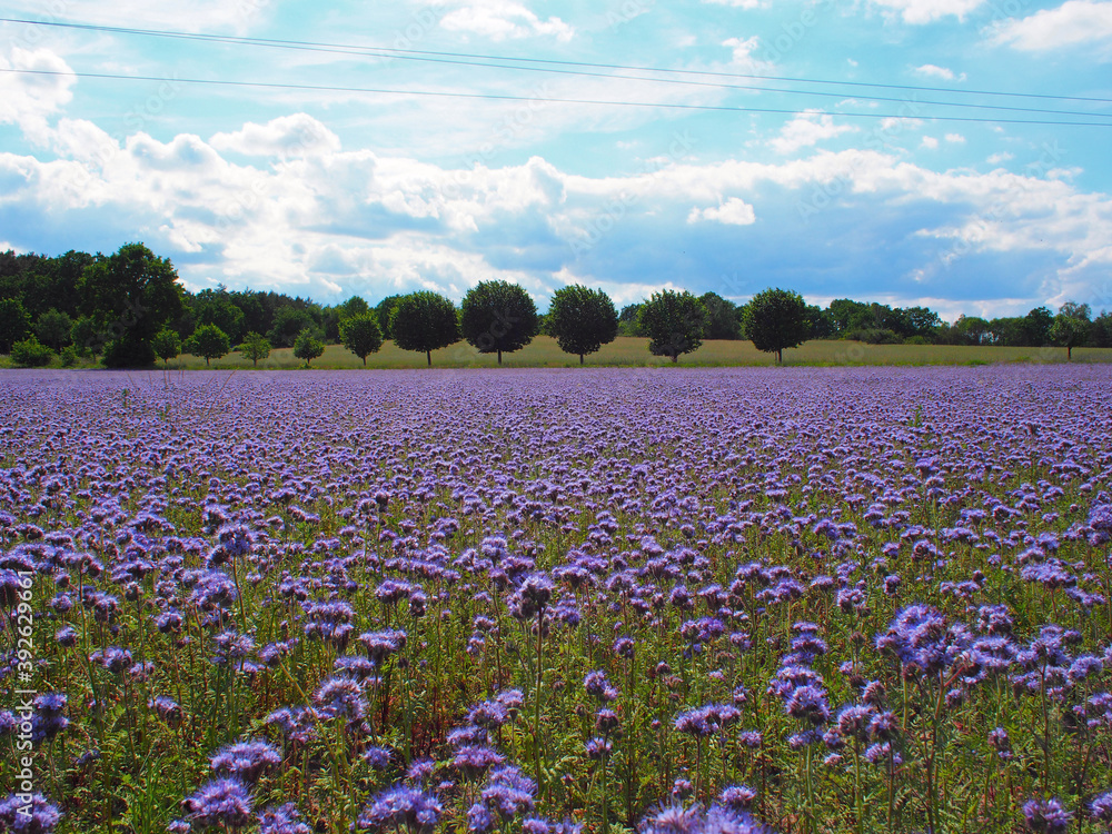 Distelfeld im Sommer