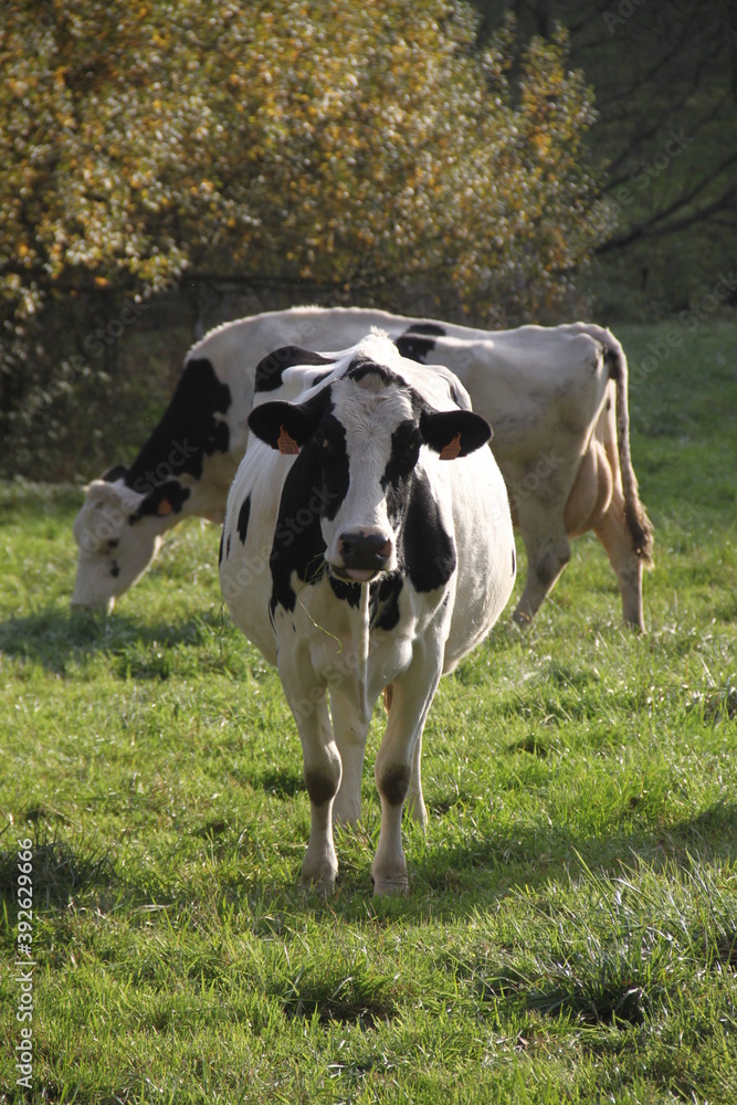 Vache noire et blanche dans une prairie alsacienne