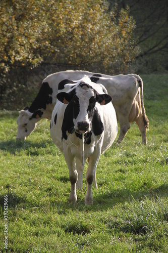 Vache noire et blanche dans une prairie alsacienne