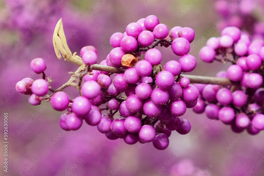 Callicarpa bodinieri, purple 'Imperial Pearl' in bloom Callicarpa bodinieri, purple 'Imperial Pearl' in bloom