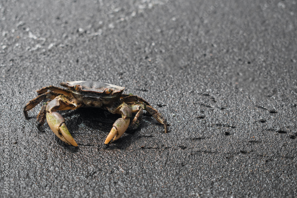 crab on the sand