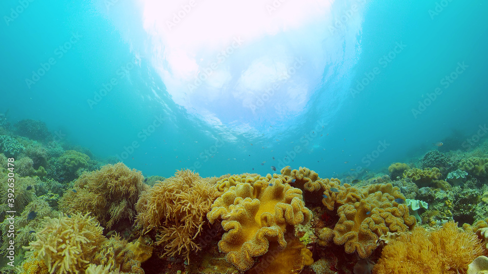 Naklejka premium Tropical fishes and coral reef at diving. Underwater world with corals and tropical fishes. Philippines.