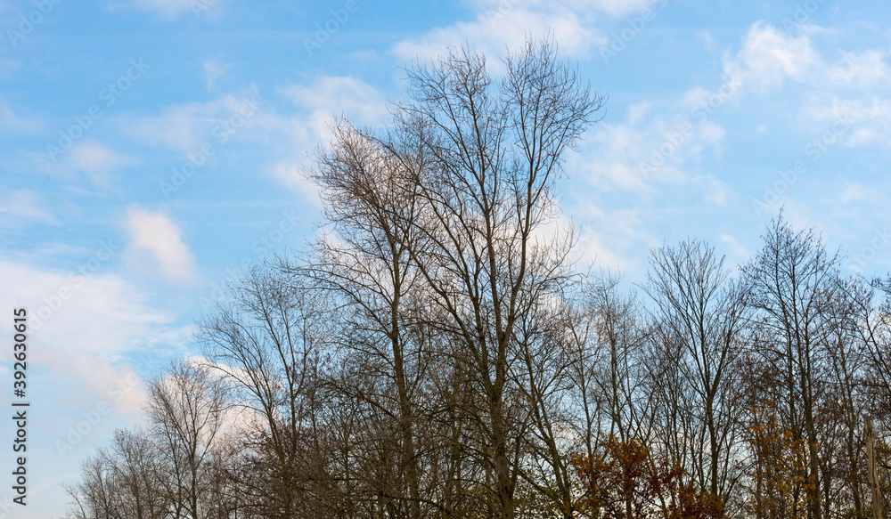 Silhoutte of the canopy of deciduous trees in a field in wetland under a blue cloudy sky in sunlight in autumn, Almere, Flevoland, The Netherlands, November 14, 2020 Silhoutte of the canopy of deciduous trees in a field in wetland under a blue cloudy sky in sunlight in autumn, Almere, Flevoland, The Netherlands, November 14, 2020
