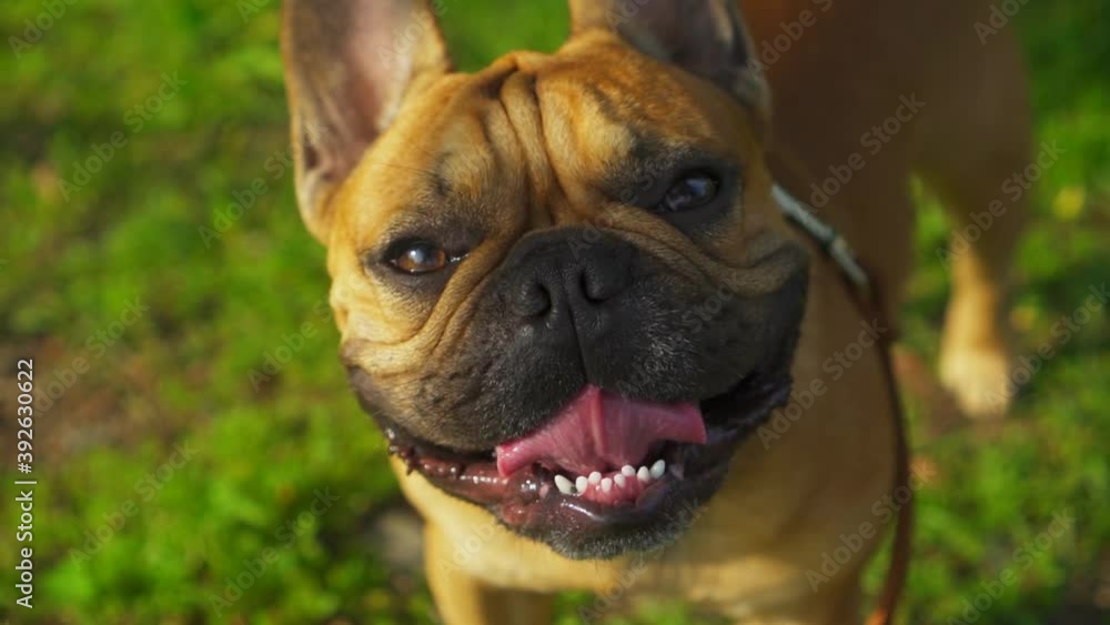 Close-up of happy cute dog muzzle french bulldog. Pet walking in sunny green field slow motion stock film. dog smiles mouth opened, pink tongue. Best thoroughbred dog face. Looks straight into camera Close-up of happy cute dog muzzle french bulldog. Pet walking in sunny green field slow motion stock film. dog smiles mouth opened, pink tongue. Best thoroughbred dog face. Looks straight into camera