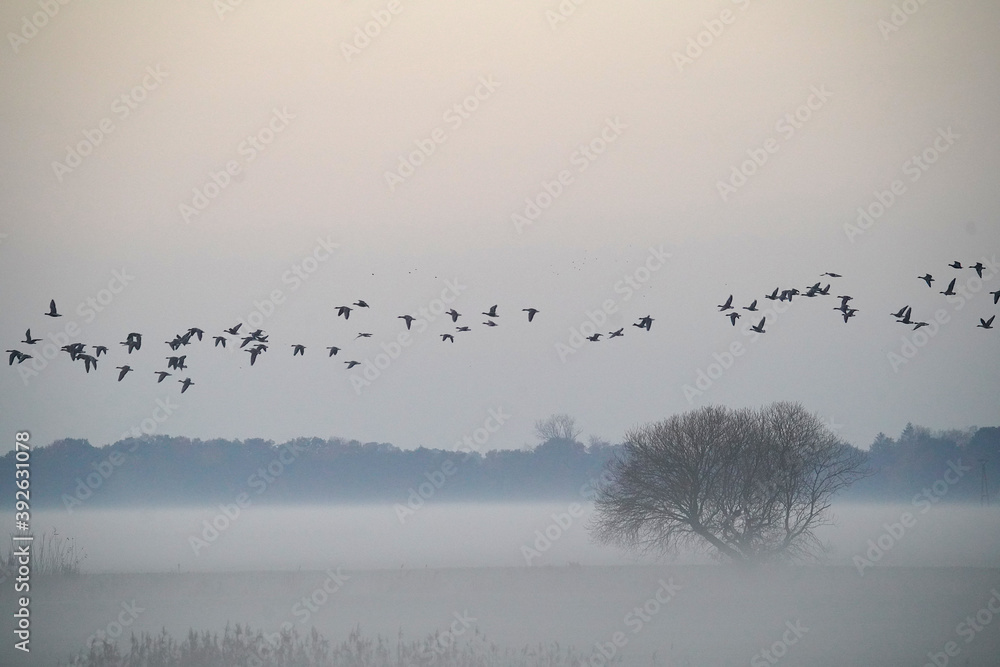 Flock of Birds passing over Foggy Pasture Flock of Birds passing over Foggy Pasture