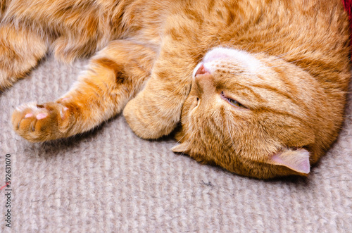 cute red cat lying and relaxing at home photo