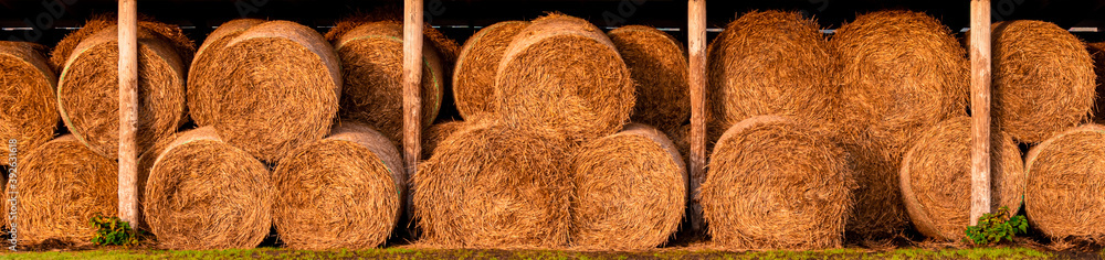 Orange golden hey texture. Lined sheaves of straw. Harvesting wheat sheaves. Food for animals. Yellow bundles and straw rolls folded on a field. Stocks for the winter. Farming Farm Symmetric Perfect Orange golden hey texture. Lined sheaves of straw. Harvesting wheat sheaves. Food for animals. Yellow bundles and straw rolls folded on a field. Stocks for the winter. Farming Farm Symmetric Perfect