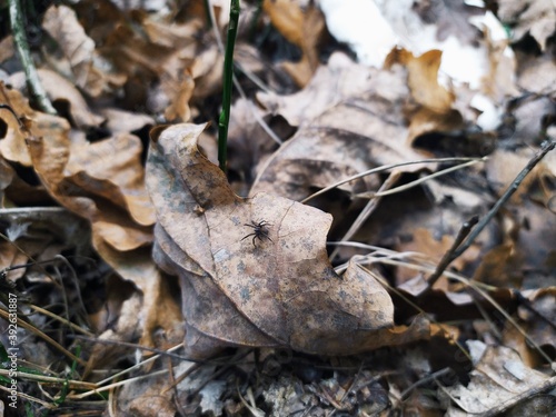 leaf in the snow