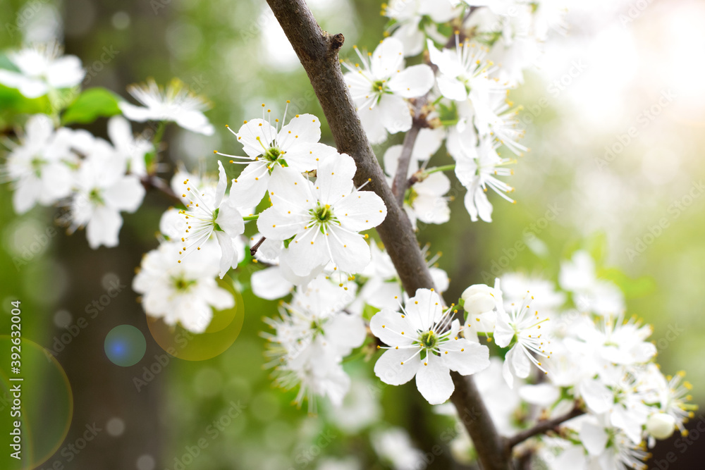 Blooming apple tree branch in springtime. Close-up. Sun glare