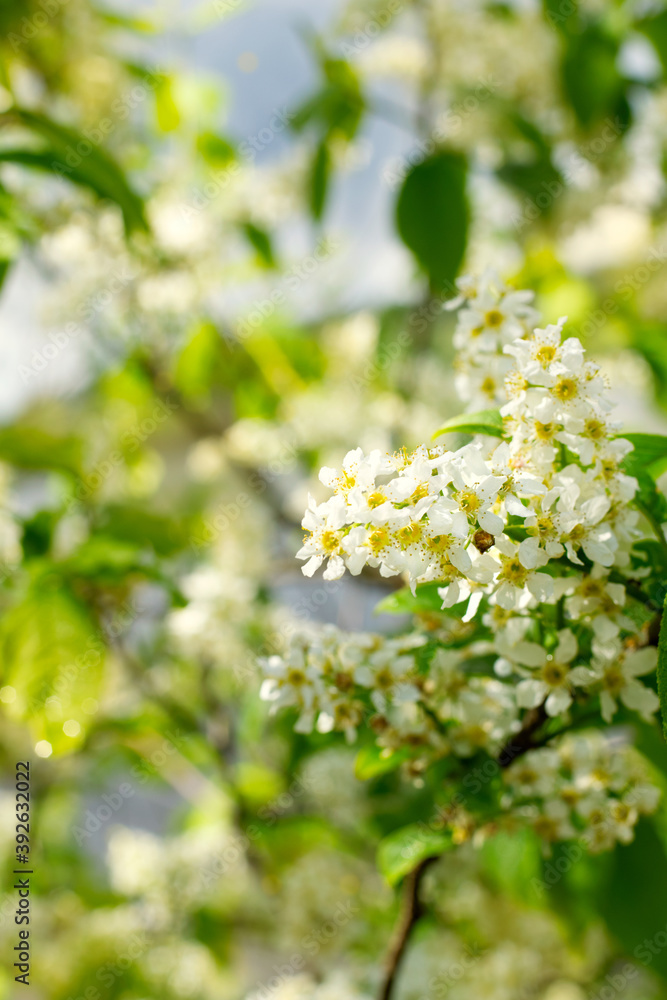 Bird cherry tree branch in bloom after the rain Bird cherry tree branch in bloom after the rain