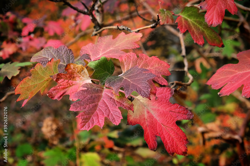 Fototapeta premium The brightly coloured leaves of the Hydrangea quercifolia Snow Queen ('Flemygea') in autumn