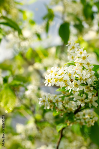 Bird cherry tree branch in bloom after the rain