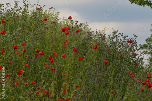 field poppy s and phacelia s photo made in Weert the Netherlands