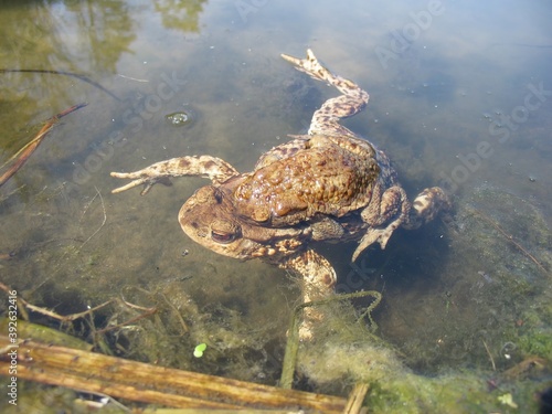A frog in the lake near the shore is basking in the sun.