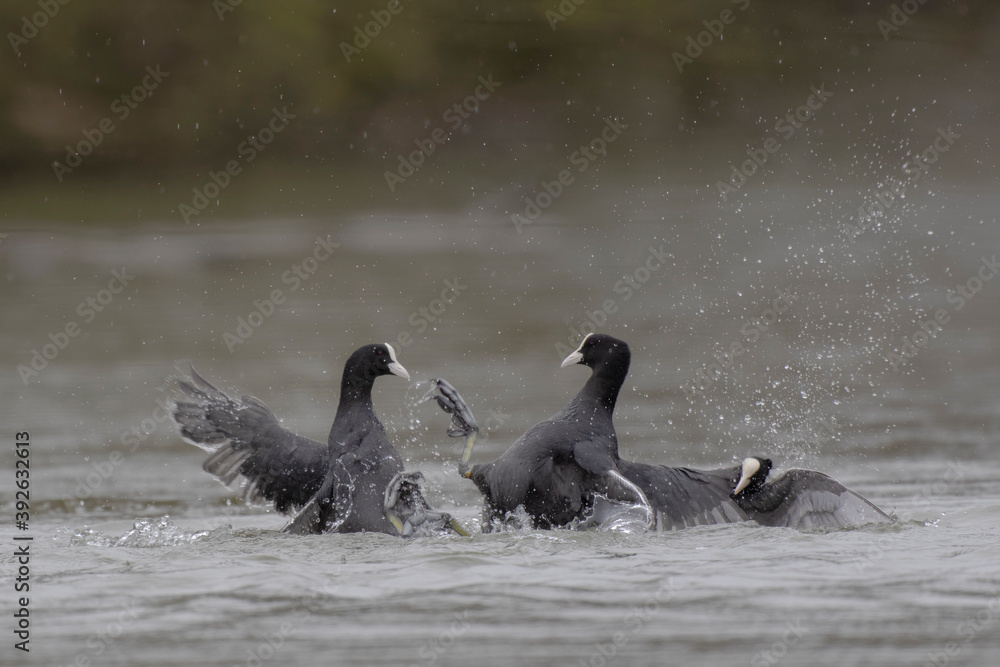 Fototapeta premium Bataille de foulques