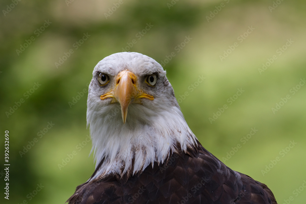 Obraz premium Pygargue à tête blanche