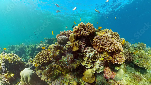 Fototapeta Naklejka Na Ścianę i Meble -  Underwater scene coral reef. Hard and soft corals, underwater landscape. Travel vacation concept. Philippines.