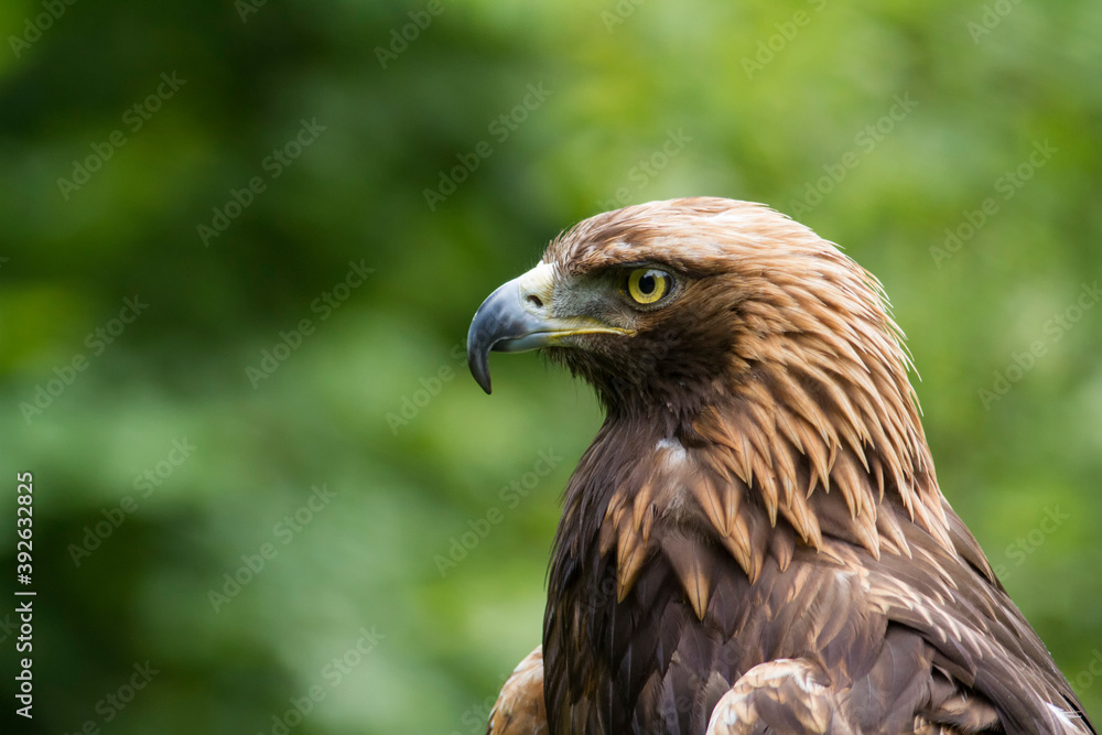 Naklejka premium Aigle royal