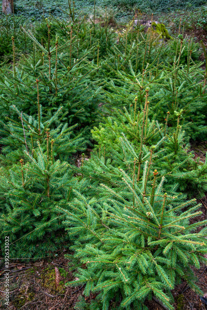 Eine Tannenbaum Anpflanzung mit Jungpflanzen. Bald werden sie als Weihnachtsbäume geerntet. Eine Tannenbaum Anpflanzung mit Jungpflanzen. Bald werden sie als Weihnachtsbäume geerntet.