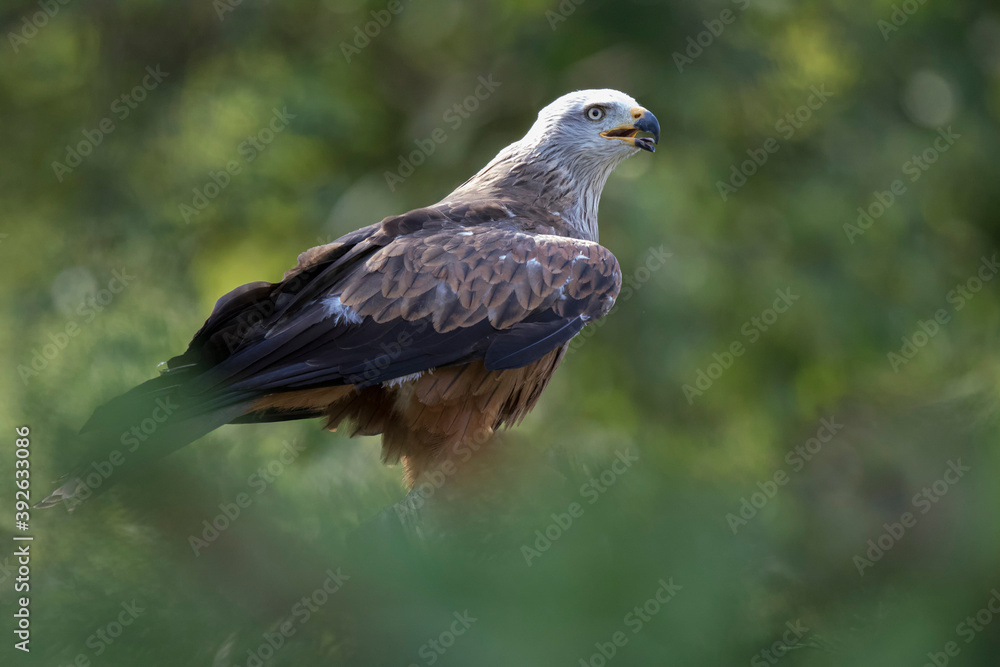 Obraz premium Milan royal