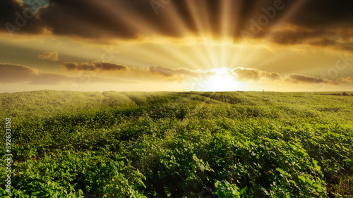 Senffeld bei Sonnenaufgang photo