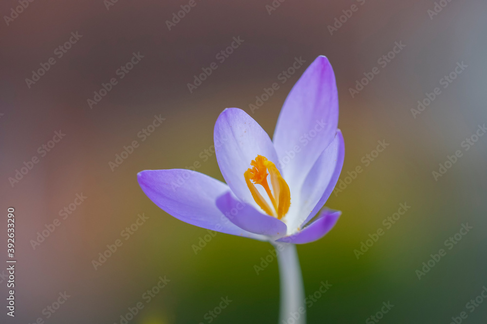 Fototapeta premium Crocus