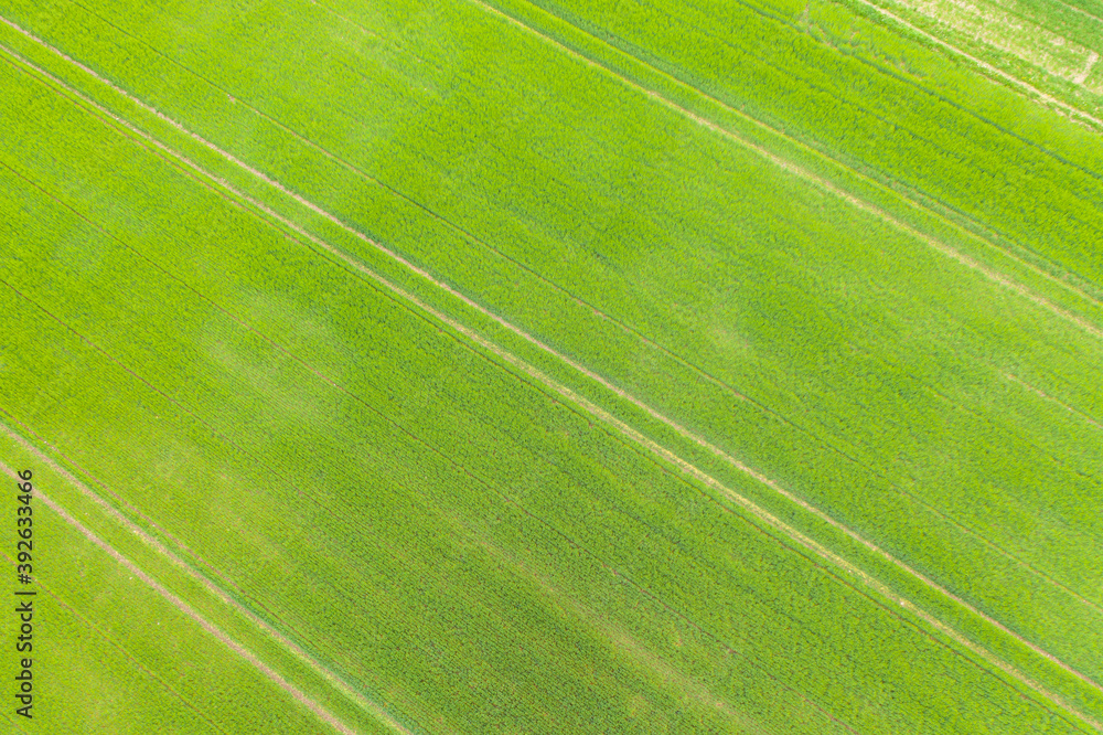 Luftaufnahme eines frisch grünen Weizenfelds mit Linien und Fahrspuren