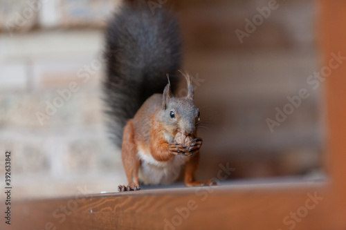 Red squirrel sits on shelf and gnaws walnut