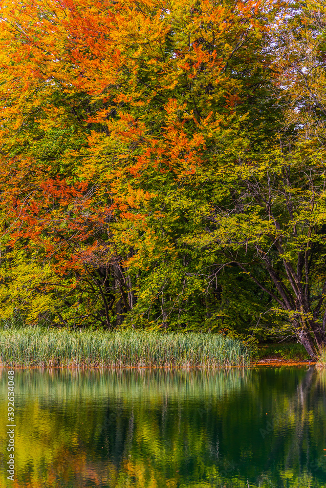 Fototapeta premium Red orange leaves of autumn