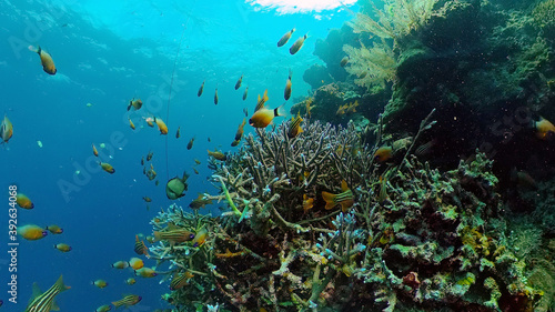 Beautiful underwater landscape with tropical fish and corals. Philippines.