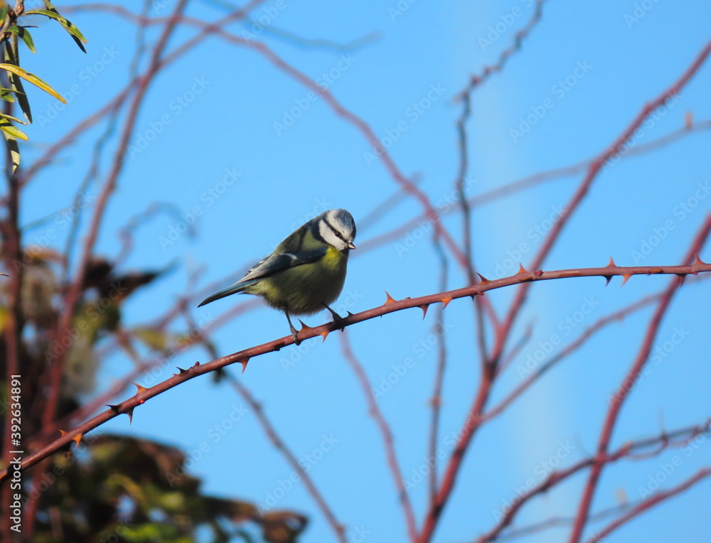 Blue tit (Cyanistes caeruleus) perching on a spiney tree branch with a sky background behind it. Blue tit (Cyanistes caeruleus) perching on a spiney tree branch with a sky background behind it.
