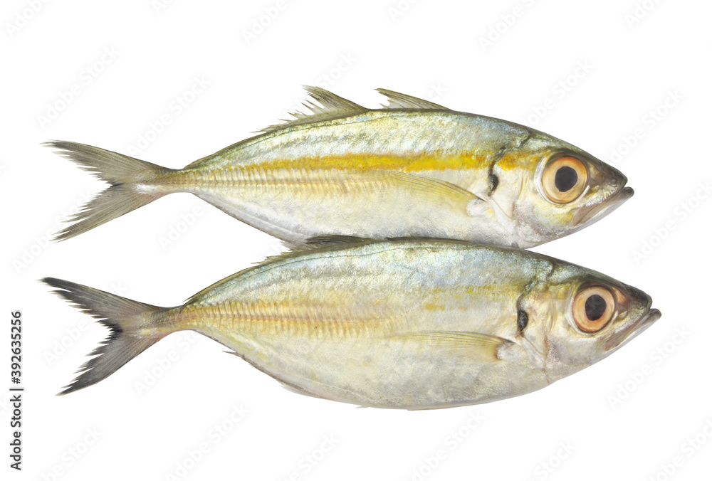 Bigeye scad fish isolated on white background, Selar crumenophthalmus Bigeye scad fish isolated on white background, Selar crumenophthalmus