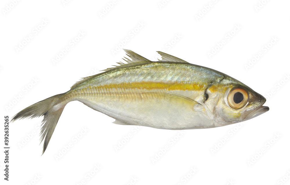 Bigeye scad fish isolated on white background, Selar crumenophthalmus Bigeye scad fish isolated on white background, Selar crumenophthalmus