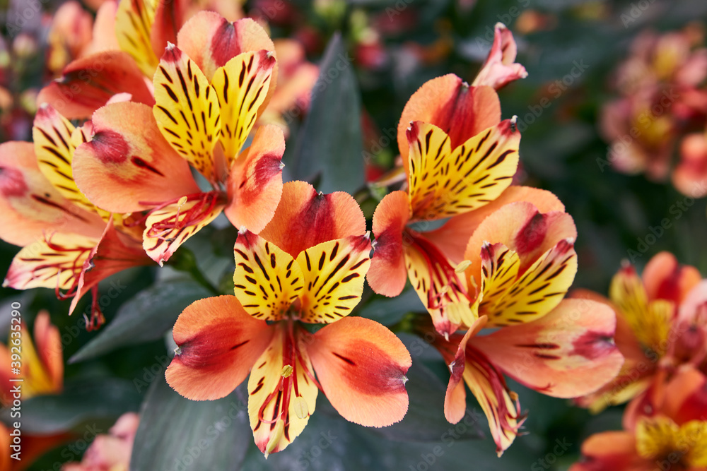 Fototapeta premium flower photography in high quality