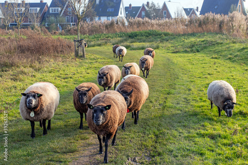 Urban nature: sheep acting as landscape managers in a newly built residential area in the Netherlands, in autumn photo