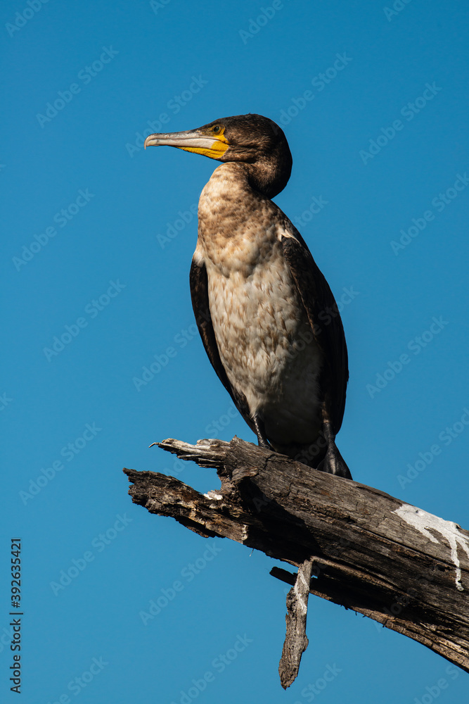 Fototapeta premium Cormoran africain,.Microcarbo africanus, Reed Cormorant