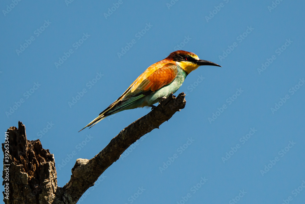 Guêpier d'Europe,.Merops apiaster, European Bee eater Guêpier d'Europe,.Merops apiaster, European Bee eater